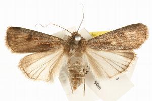  ( - IM06-0184)  @14 [ ] CreativeCommons - Attribution (2008) CBG Photography Group Centre for Biodiversity Genomics