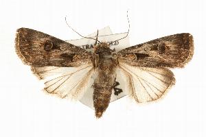  ( - IM06-0644)  @14 [ ] CreativeCommons - Attribution (2008) CBG Photography Group Centre for Biodiversity Genomics