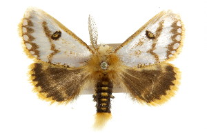  ( - IM08-2543)  @13 [ ] CreativeCommons - Attribution (2011) CBG Photography Group Centre for Biodiversity Genomics