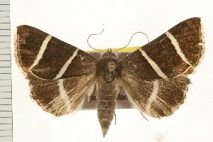  ( - IM08-2416)  @13 [ ] CreativeCommons - Attribution (2008) CBG Photography Group Centre for Biodiversity Genomics