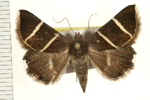  ( - IM08-2530)  @13 [ ] CreativeCommons - Attribution (2008) CBG Photography Group Centre for Biodiversity Genomics