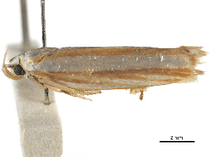  ( - BIOUG44857-A02)  @11 [ ] CreativeCommons - Attribution (2018) CBG Photography Group Centre for Biodiversity Genomics