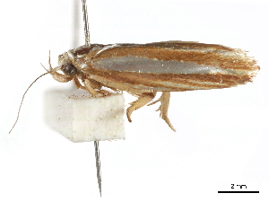  ( - BIOUG44857-A03)  @11 [ ] CreativeCommons - Attribution (2018) CBG Photography Group Centre for Biodiversity Genomics