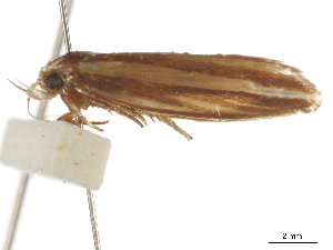  ( - BIOUG44857-A04)  @11 [ ] CreativeCommons - Attribution (2018) CBG Photography Group Centre for Biodiversity Genomics
