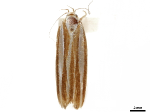  ( - BIOUG44857-B01)  @11 [ ] CreativeCommons - Attribution (2018) CBG Photography Group Centre for Biodiversity Genomics
