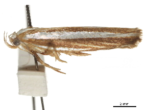  ( - BIOUG44857-B02)  @11 [ ] CreativeCommons - Attribution (2018) CBG Photography Group Centre for Biodiversity Genomics