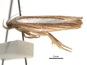  ( - BIOUG44857-B03)  @11 [ ] CreativeCommons - Attribution (2018) CBG Photography Group Centre for Biodiversity Genomics