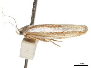  ( - BIOUG44857-B06)  @11 [ ] CreativeCommons - Attribution (2018) CBG Photography Group Centre for Biodiversity Genomics