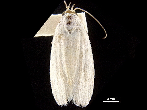  ( - BIOUG44857-G02)  @11 [ ] CreativeCommons - Attribution (2018) CBG Photography Group Centre for Biodiversity Genomics