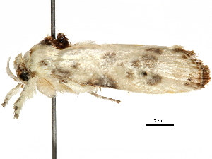  ( - BIOUG44858-B03)  @11 [ ] CreativeCommons - Attribution (2018) CBG Photography Group Centre for Biodiversity Genomics