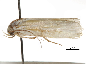  ( - BIOUG44858-B07)  @11 [ ] CreativeCommons - Attribution (2018) CBG Photography Group Centre for Biodiversity Genomics