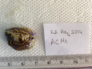 ( - IMSA67)  @12 [ ] Unspecified (default): All Rights Reserved  Unspecified Middle East Technical University, Institute of Marine Sciences, Mersin, TURKEY