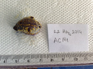  ( - IMSA67)  @13 [ ] Unspecified (default): All Rights Reserved  Unspecified Middle East Technical University, Institute of Marine Sciences, Mersin, TURKEY