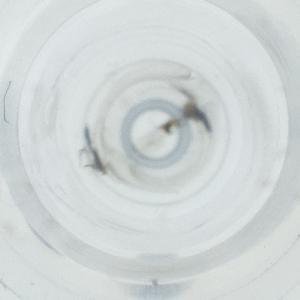  ( - IMSP_025_A2)  @11 [ ] by  Genome Research Ltd as Wellcome Sanger Institute Genome Research Limited operating as Wellcome Sanger Institute