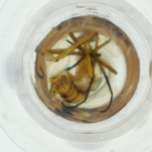  ( - IMSP_028_F4)  @11 [ ] by  Genome Research Ltd as Wellcome Sanger Institute Genome Research Limited operating as Wellcome Sanger Institute