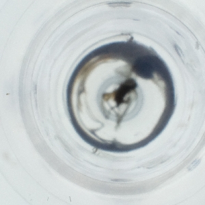  ( - IMSP_034_C6)  @11 [ ] by  Genome Research Ltd as Wellcome Sanger Institute Genome Research Limited operating as Wellcome Sanger Institute