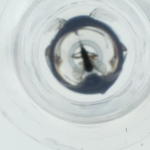  ( - IMSP_035_B11)  @11 [ ] by  Genome Research Ltd as Wellcome Sanger Institute Genome Research Limited operating as Wellcome Sanger Institute