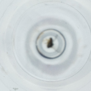  ( - IMSP_036_A5)  @11 [ ] by  Genome Research Ltd as Wellcome Sanger Institute Genome Research Limited operating as Wellcome Sanger Institute