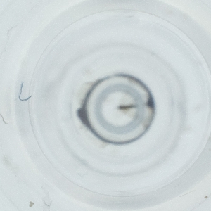  ( - IMSP_038_A2)  @11 [ ] by  Genome Research Ltd as Wellcome Sanger Institute Genome Research Limited operating as Wellcome Sanger Institute