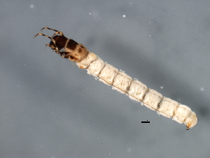  (Triplectides CJG sp. IN1 - 04INCAD-008)  @14 [ ] CreativeCommons - Attribution (2010) CBG Photography Group Centre for Biodiversity Genomics