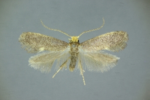  ( - SaY96)  @11 [ ] by-nc-sa (2020) Unspecified Entomological laboratory, Kyushu University