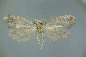  ( - SaY98)  @11 [ ] by-nc-sa (2020) Unspecified Entomological laboratory, Kyushu University