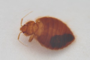  ( - INDD01589)  @11 [ ] CreativeCommons - Attribution Share-Alike (2025) Unspecified Purdue University