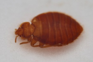  ( - INDD01658)  @11 [ ] CreativeCommons - Attribution Share-Alike (2025) Unspecified Purdue University