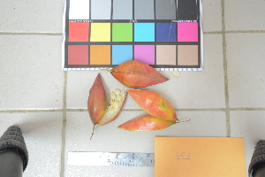  (Adenia heterophylla - jb607)  @11 [ ] Copyright (c) (2020) Jedediah Brodie University of Montana