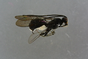  (Campyloneurus - INDOBIOSYS-FoggingTest-12-4)  @14 [ ] CreativeCommons - Attribution Non-Commercial Share-Alike (2016) SNSB, Staatliche Naturwissenschaftliche Sammlungen Bayerns ZSM (SNSB, Zoologische Staatssammlung Muenchen)