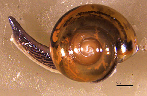  ( - INDOBIOSYS-CCDB30317-B02)  @11 [ ] CreativeCommons - Attribution Non-Commercial Share-Alike (2016) SNSB, Staatliche Naturwissenschaftliche Sammlungen Bayerns ZSM (SNSB, Zoologische Staatssammlung Muenchen)