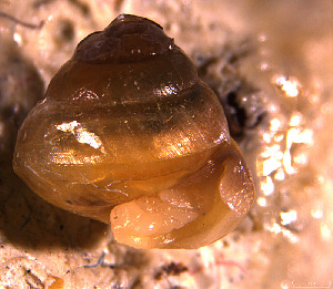  ( - INDOBIOSYS-CCDB30317-B07)  @11 [ ] CreativeCommons - Attribution Non-Commercial Share-Alike (2016) SNSB, Staatliche Naturwissenschaftliche Sammlungen Bayerns ZSM (SNSB, Zoologische Staatssammlung Muenchen)