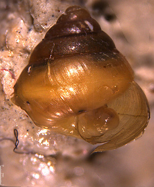 ( - INDOBIOSYS-CCDB30317-B08)  @11 [ ] CreativeCommons - Attribution Non-Commercial Share-Alike (2016) SNSB, Staatliche Naturwissenschaftliche Sammlungen Bayerns ZSM (SNSB, Zoologische Staatssammlung Muenchen)