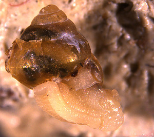  ( - INDOBIOSYS-CCDB30317-B12)  @11 [ ] CreativeCommons - Attribution Non-Commercial Share-Alike (2016) SNSB, Staatliche Naturwissenschaftliche Sammlungen Bayerns ZSM (SNSB, Zoologische Staatssammlung Muenchen)
