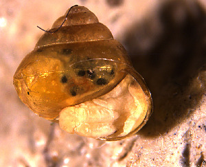  ( - INDOBIOSYS-CCDB30317-C08)  @11 [ ] CreativeCommons - Attribution Non-Commercial Share-Alike (2016) SNSB, Staatliche Naturwissenschaftliche Sammlungen Bayerns ZSM (SNSB, Zoologische Staatssammlung Muenchen)
