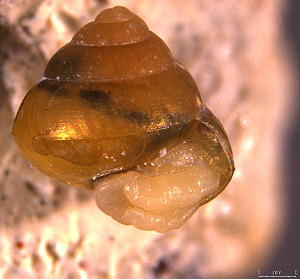  ( - INDOBIOSYS-CCDB30317-C10)  @11 [ ] CreativeCommons - Attribution Non-Commercial Share-Alike (2016) SNSB, Staatliche Naturwissenschaftliche Sammlungen Bayerns ZSM (SNSB, Zoologische Staatssammlung Muenchen)