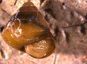  ( - INDOBIOSYS-CCDB30317-C11)  @11 [ ] CreativeCommons - Attribution Non-Commercial Share-Alike (2016) SNSB, Staatliche Naturwissenschaftliche Sammlungen Bayerns ZSM (SNSB, Zoologische Staatssammlung Muenchen)