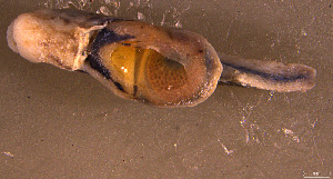  (Parmarion martensi - INDOBIOSYS-CCDB30317-D01)  @11 [ ] CreativeCommons - Attribution Non-Commercial Share-Alike (2016) SNSB, Staatliche Naturwissenschaftliche Sammlungen Bayerns ZSM (SNSB, Zoologische Staatssammlung Muenchen)