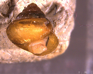  ( - INDOBIOSYS-CCDB30317-E09)  @11 [ ] CreativeCommons - Attribution Non-Commercial Share-Alike (2016) SNSB, Staatliche Naturwissenschaftliche Sammlungen Bayerns ZSM (SNSB, Zoologische Staatssammlung Muenchen)