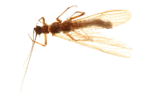  (Taeniopteryx lita - 08INHSP-371)  @13 [ ] CreativeCommons - Attribution (2009) CBG Photography Group Centre for Biodiversity Genomics