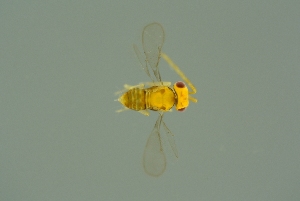  ( - INDOBIOSYS-CCDB29043-H03)  @11 [ ] CreativeCommons - Attribution Non-Commercial Share-Alike (2016) SNSB, Staatliche Naturwissenschaftliche Sammlungen Bayerns ZSM (SNSB, Zoologische Staatssammlung Muenchen)