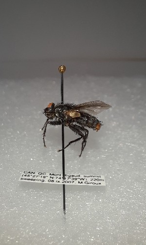  (Blaesoxipha sp.1MG - INM0029)  @11 [ ] nrr (2021) Julia Mlynarek Insectarium of Montreal