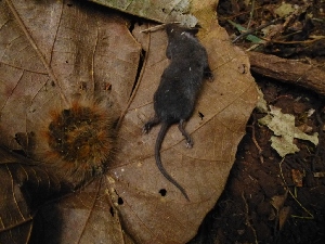  ( - INDOBIOSYS-CCDB25346-B03)  @11 [ ] CreativeCommons - Attribution Non-Commercial Share-Alike (2016) SNSB, Staatliche Naturwissenschaftliche Sammlungen Bayerns ZSM (SNSB, Zoologische Staatssammlung Muenchen)