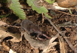  ( - INDOBIOSYS-CCDB25346-D03)  @11 [ ] CreativeCommons - Attribution Non-Commercial Share-Alike (2016) SNSB, Staatliche Naturwissenschaftliche Sammlungen Bayerns ZSM (SNSB, Zoologische Staatssammlung Muenchen)