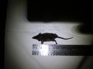  ( - INDOBIOSYS-CCDB25346-D04)  @11 [ ] CreativeCommons - Attribution Non-Commercial Share-Alike (2016) SNSB, Staatliche Naturwissenschaftliche Sammlungen Bayerns ZSM (SNSB, Zoologische Staatssammlung Muenchen)