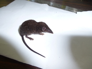 ( - INDOBIOSYS-CCDB25346-E08)  @11 [ ] CreativeCommons - Attribution Non-Commercial Share-Alike (2016) SNSB, Staatliche Naturwissenschaftliche Sammlungen Bayerns ZSM (SNSB, Zoologische Staatssammlung Muenchen)