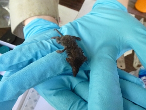  ( - INDOBIOSYS-CCDB25346-E12)  @11 [ ] CreativeCommons - Attribution Non-Commercial Share-Alike (2016) SNSB, Staatliche Naturwissenschaftliche Sammlungen Bayerns ZSM (SNSB, Zoologische Staatssammlung Muenchen)