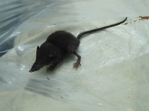  (Crocidura monticola - INDOBIOSYS-CCDB25346-F12)  @11 [ ] CreativeCommons - Attribution Non-Commercial Share-Alike (2016) SNSB, Staatliche Naturwissenschaftliche Sammlungen Bayerns ZSM (SNSB, Zoologische Staatssammlung Muenchen)