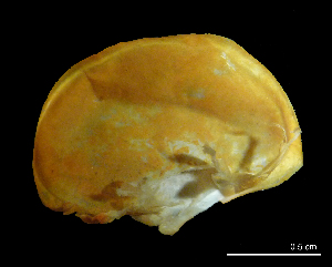  ( - I13_2)  @11 [ ] Copyright © (2025) Terue Cristina Kihara German Center for Marine Biodiversity Research