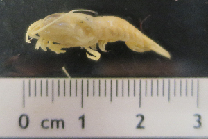  ( - I13_285)  @11 [ ] Copyright (2013) Terue Cristina Kihara German Center for Marine Biodiversity Research